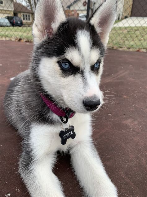 We&x27;ve connected loving homes to reputable breeders since 2003 and we want to help you find the puppy your whole family will love. . Husky puppies for sale